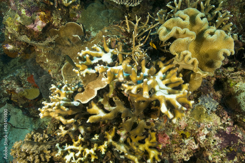 Bleaching hardcorals due from high water temperatures  Raja Ampat Indonesia