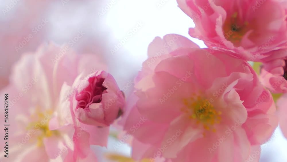 Sakura spring flowers. Spring blossom background. Beautiful nature scene with blooming sakura tree. Japanese garden. Sunny day. Abstract blurred background Sakura spring flowers. Spring blossom background. Beautiful nature scene with blooming sakura tree. Japanese garden. Sunny day. Abstract blurred background