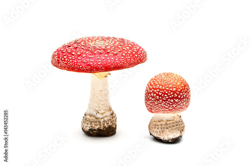 two of the mushroom fly agaric on white background