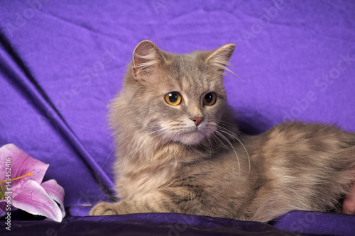 Foto Beautiful fluffy gray cat and flower