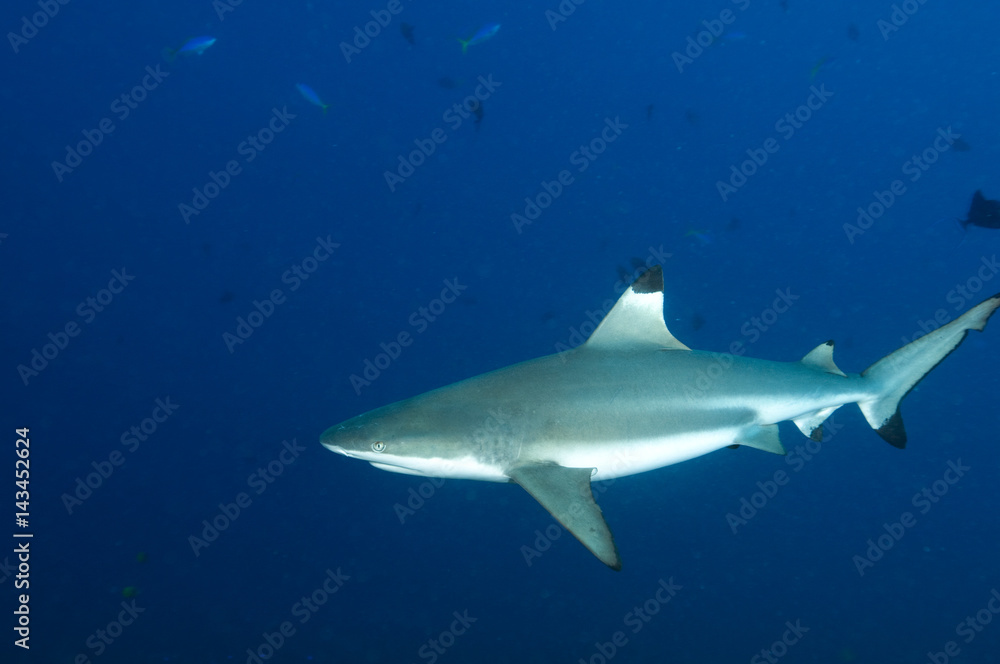 Obraz premium Reef blacktip sharks, Carcharhinus melanopterus, Komodo Indonesia