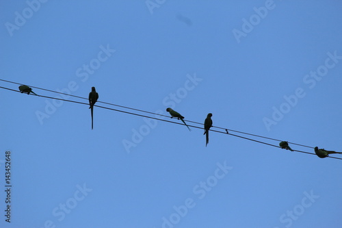 Parakeets on Electric Cable