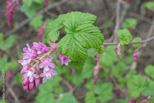 Red flowering currant bush