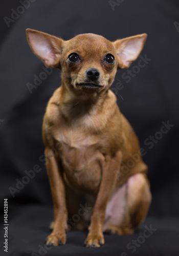 Sitting Russian Toy Terrier