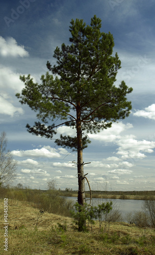 Одинокая сосна на фоне облаков.