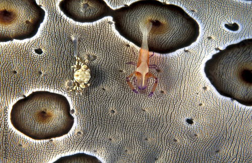 Emperor shrimp, Periclimenes imperator, and commensal crab, Lissocarcinus orbicularis, living on a leopard sea cucumber, Sulawesi Indonesia.