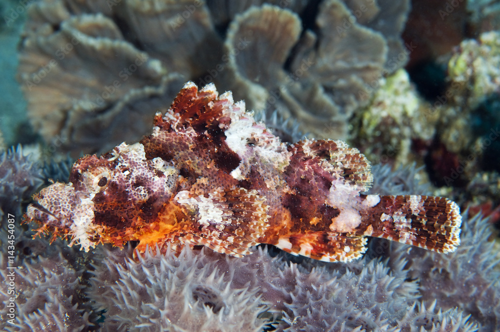 Tassled scorpionfish, Scorpaenopsis oxycephala, Sulawesi Indonesia Tassled scorpionfish, Scorpaenopsis oxycephala, Sulawesi Indonesia