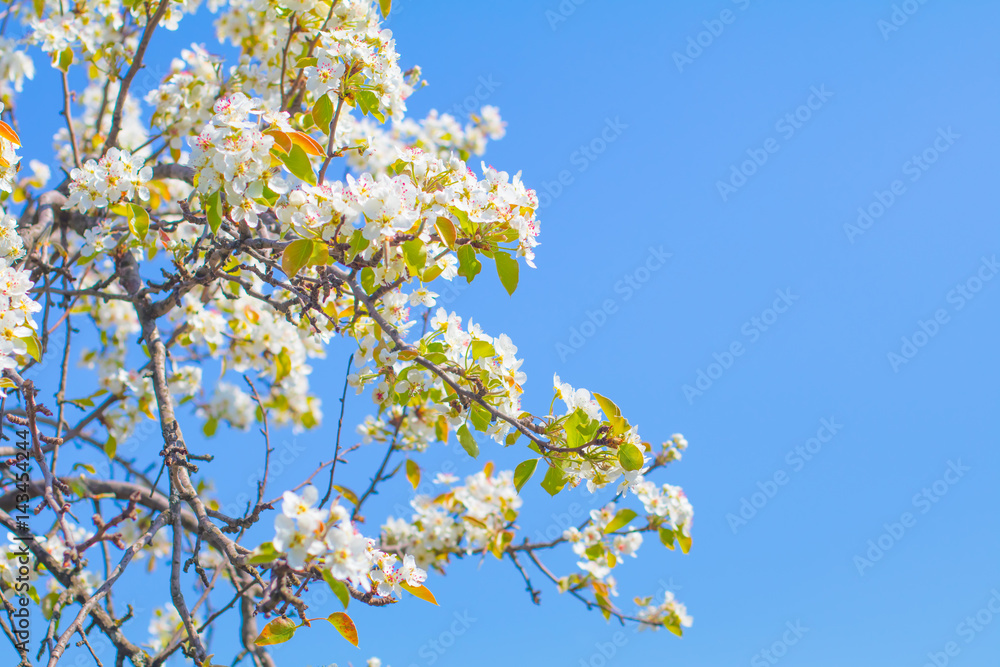 Beautiful flowering fruit trees. Blooming plant branches in spring warm bright sunny day. White tender flowers background. Beautiful flowering fruit trees. Blooming plant branches in spring warm bright sunny day. White tender flowers background.