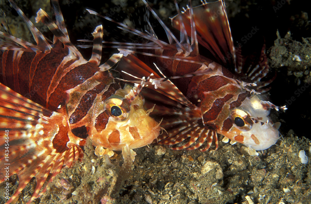 Shortfin lionfishes, Dendrochirus zebra, Sulawesi Indonesia. Shortfin lionfishes, Dendrochirus zebra, Sulawesi Indonesia.