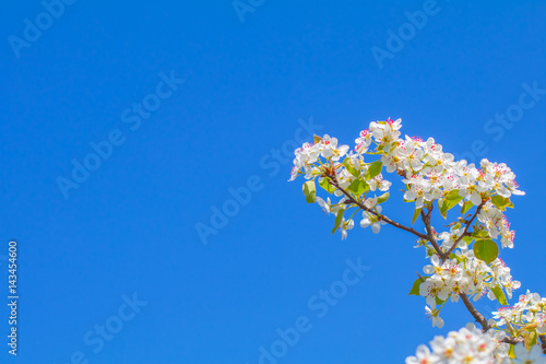 Beautiful flowering fruit trees. Blooming plant branches in spring warm bright sunny day. White tender flowers background.