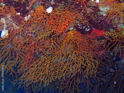 Gorgonians in the Red Sea