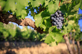 Small bunch of red wine grapes on summer vine with green leaves