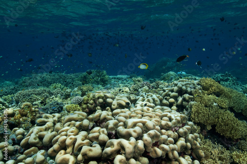 Reef scenic with Pavona clavus hard corals  Sulawesi Indonesia