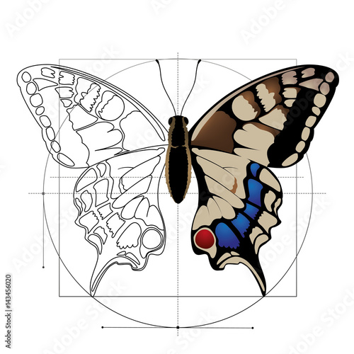 Butterfly drawing.
Butterfly encased in geometric shapes. Vector.