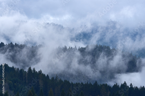 Fog cover the forest in the mountains.