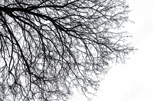 Fototapeta Dark silhouette of bare tree branches