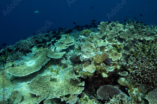 Acropora hard corals Sulawesi Indonesia