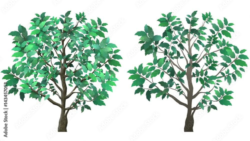 Two growing trees, with alpha channel. One tree is a little more realistic with leaf and bark texture, and more leaves. The second tree is basic and more cartoony.