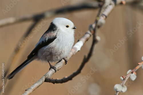 Longtailed tit on a branch, Moscow region photo