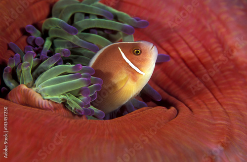 Pink anemonefish, Amphiprion perideraion, Komodo Indonesia. photo