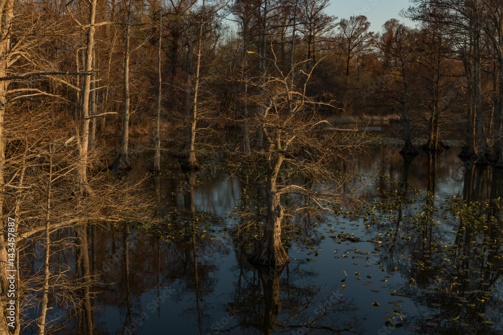 Cypress Trees in the Lake