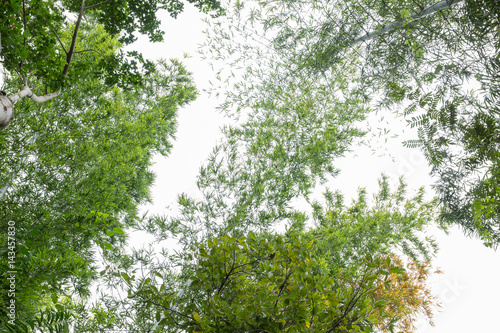 green tree foliage background
