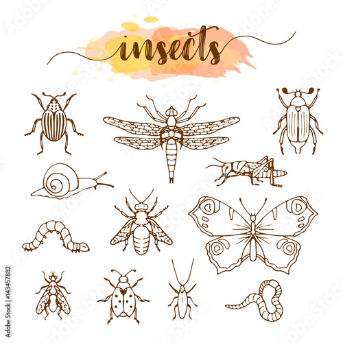 Set of insects doodle sketch