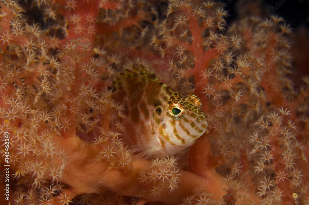 Fototapeta premium Threadfin hawkfish, Cirrhitichthys aprinus, Raja Ampat Indonesia