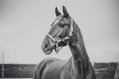 Horse portrait © Александра Печорина