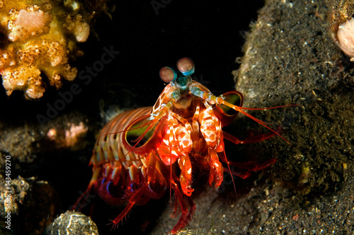 Obraz na plátně Smashing mantis shrimp, Odontodactylus scyllarus, Bali Indonesia.
