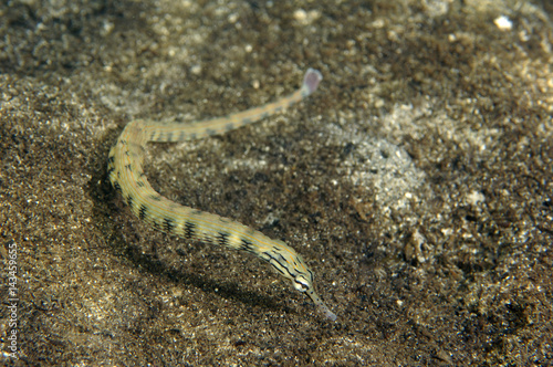 Network pipefish  Corythoichthys flavofasciatus  Kosrae Micronesia.