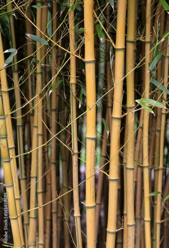 Bambus W  ldchen St  mme