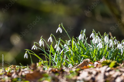 Wallpaper Mural Schneeglöckchen Torontodigital.ca