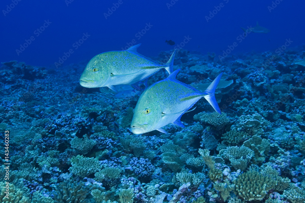 Obraz premium Bluefin trevallies, Caranx melampygus, Kingman Reef.