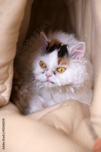 Selkirk Rex Katze versteckt sich in ihrer Höhle im Schlafsack