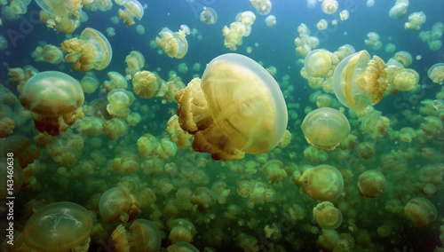 Photography Jelyfish Lake, Palau Micronesia.