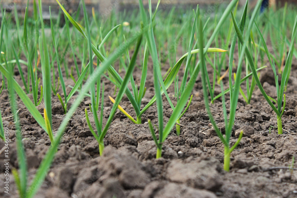 Growing garlic Growing garlic