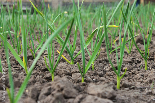 Growing garlic