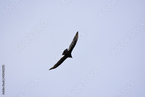 Buzzard Flying in the Air