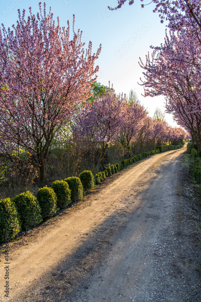 Naklejka premium Beautiful Rural road surrounded by trees in bloom