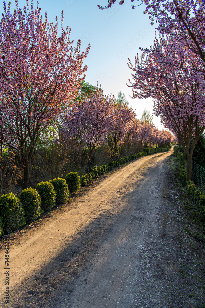 Naklejka premium Beautiful Rural road surrounded by trees in bloom