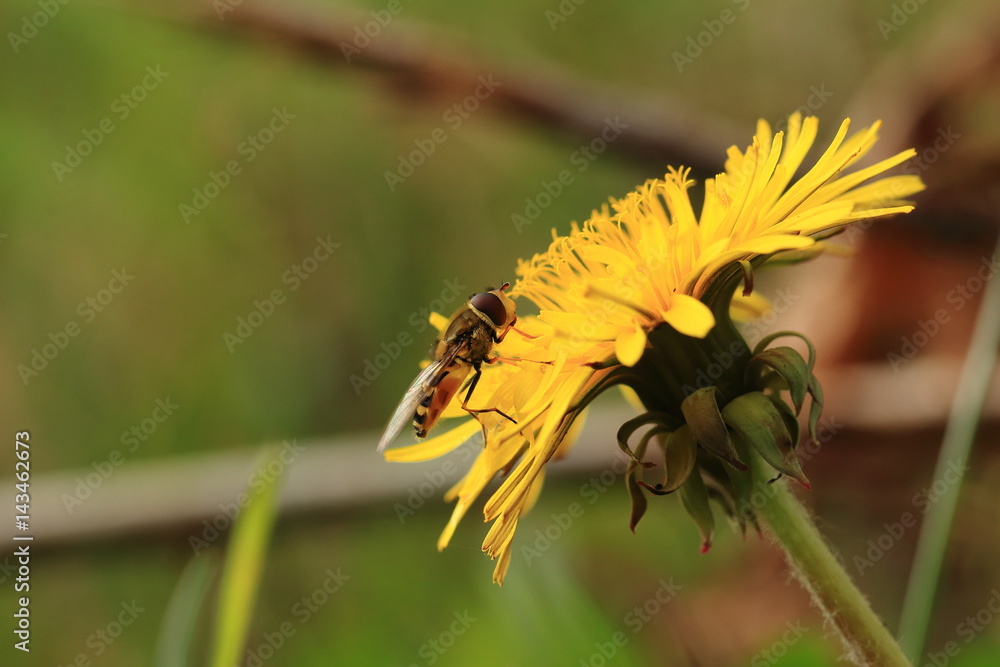 Biene mit Blütenstaub bedeckt