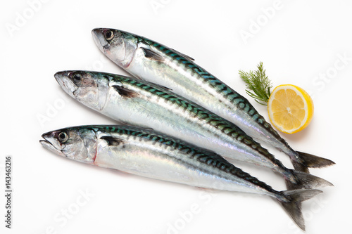 mackerel