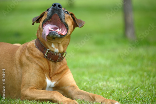 Fototapeta Naklejka Na Ścianę i Meble -  Brown mongrel dog playing in the park