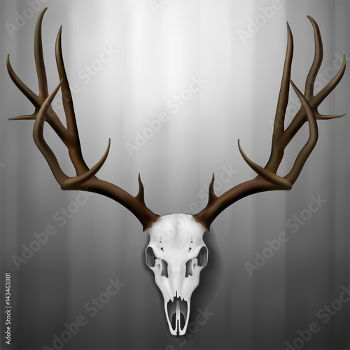Realistic Elk Skull and antlers hanging on wall, Vector Illustration