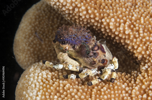 Decorator Crab, Cyclocoeloma tuberculata, with corallimophia attached, Banta Island Indonesia photo