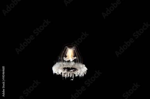 Photography Immortal jellyfish, Turritopsis nutricula, Sarıgerme Turkey