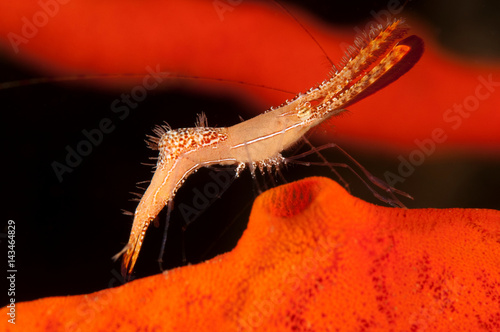 Rock shrimp, Leander plumosus, Sulawesi Indonesia photo