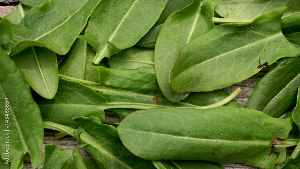 Fresh organic sorrel closeup background Fresh organic sorrel closeup background