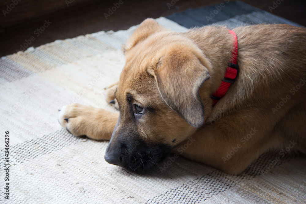 German Shepherd Rescue dog waiting by the door German Shepherd Rescue dog waiting by the door